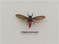 藏品(黑翅蟬)的圖片